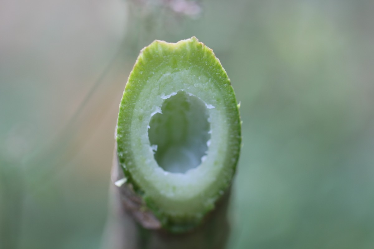 Carica papaya L.